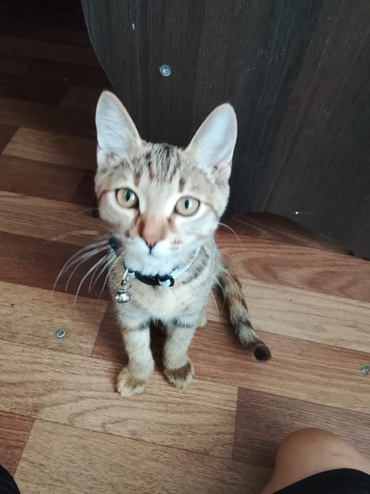 Срочно отдам кошку