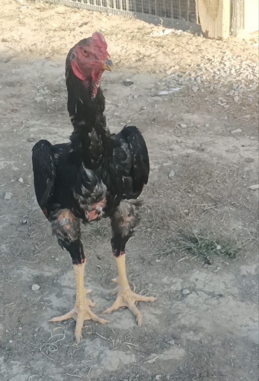 Продается бойцовый