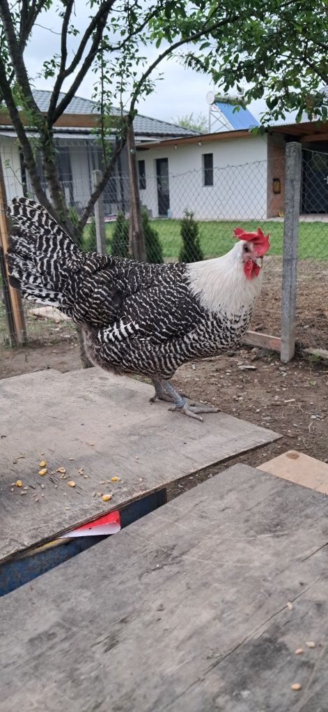 Gaini  si pui brakkel  argintiu