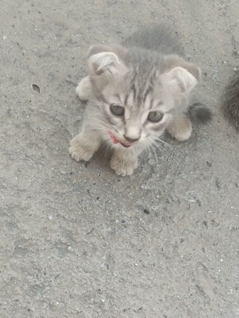 Scottish fold 2 oylik