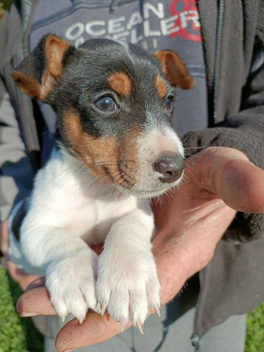 Jack Russel Terrier