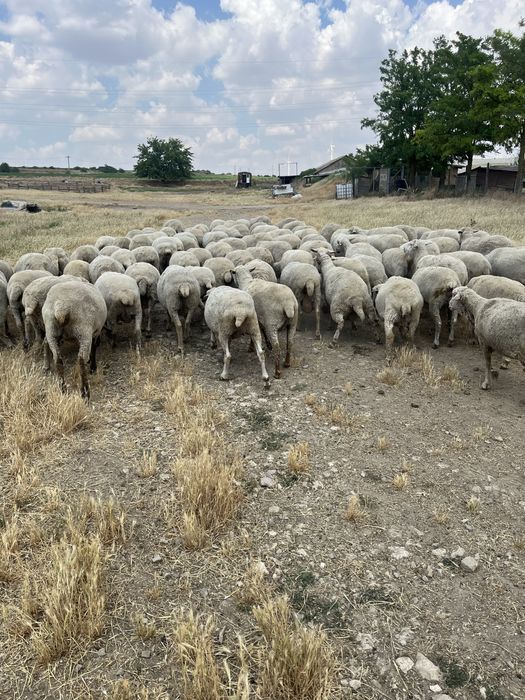 Oi merinoase gestante(depuse)