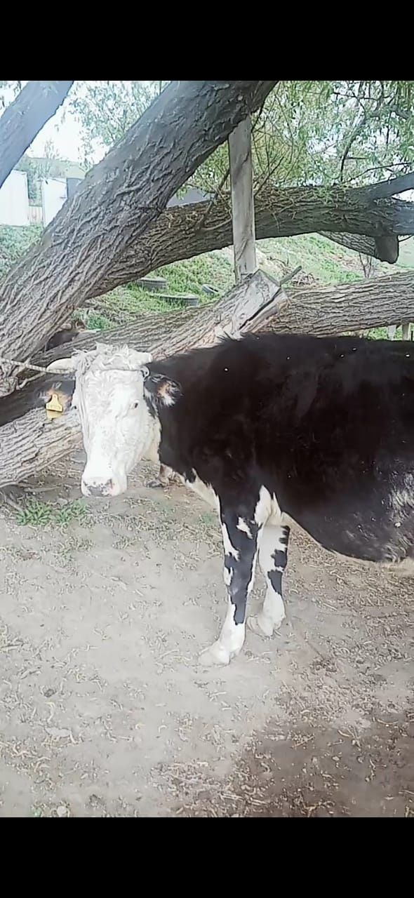 Срочно продам дойных  коров