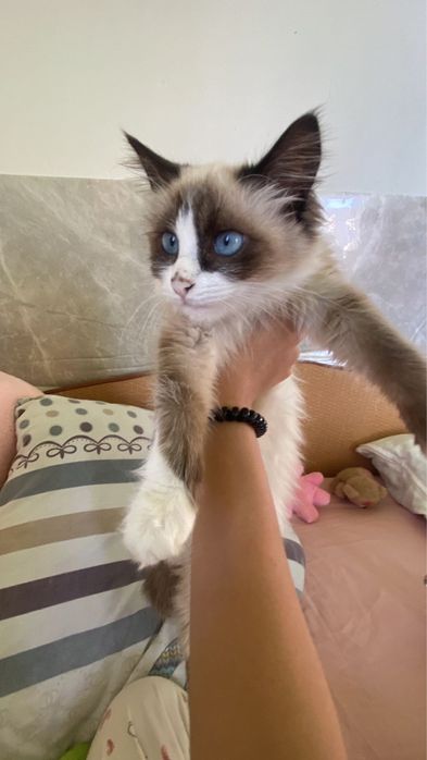 Мысык кошка кызылорда