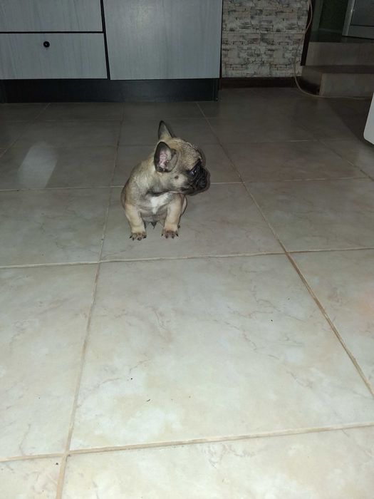 Продава се мъжко булдоче