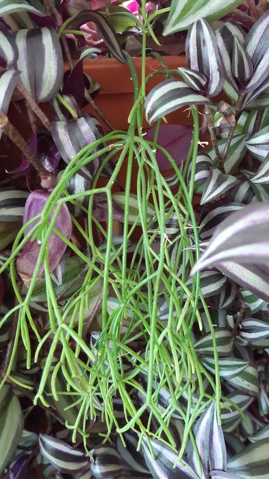hoya carnosa tradescantia zebrina uriasa, zz zamioculcas  si rhipsalis