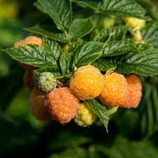 Arbuști Fructiferi (Zmeur Galben )