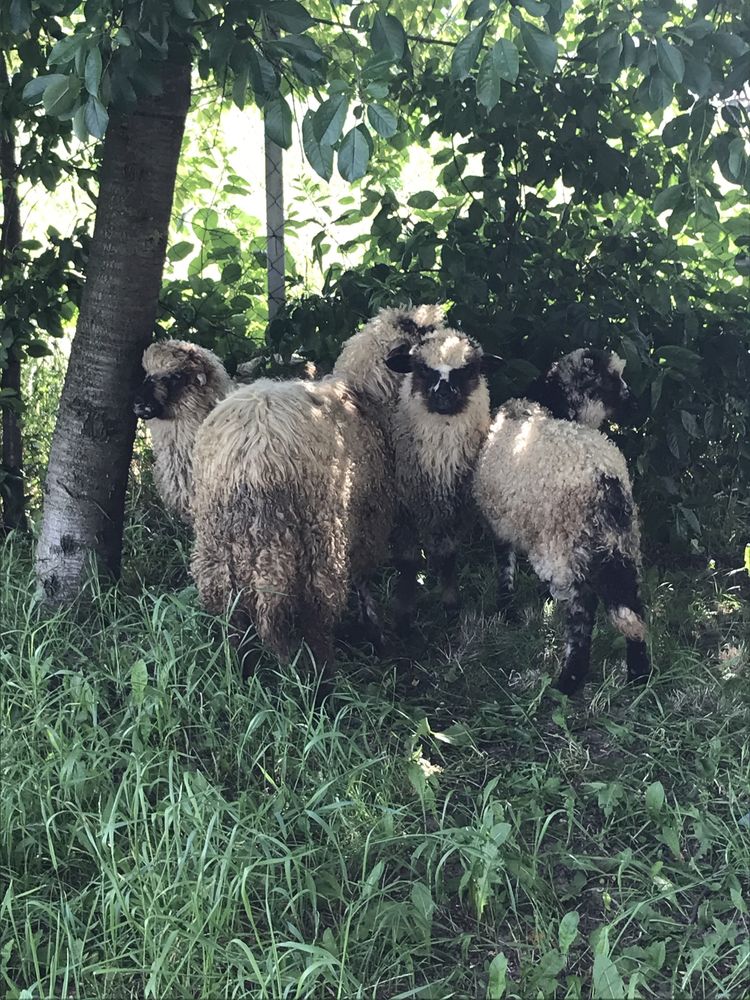 4 miei de vanzare
