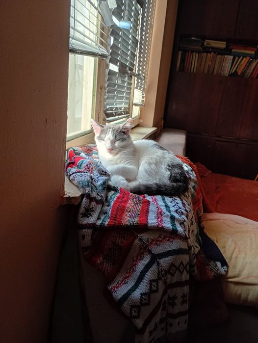 Подарявам котета