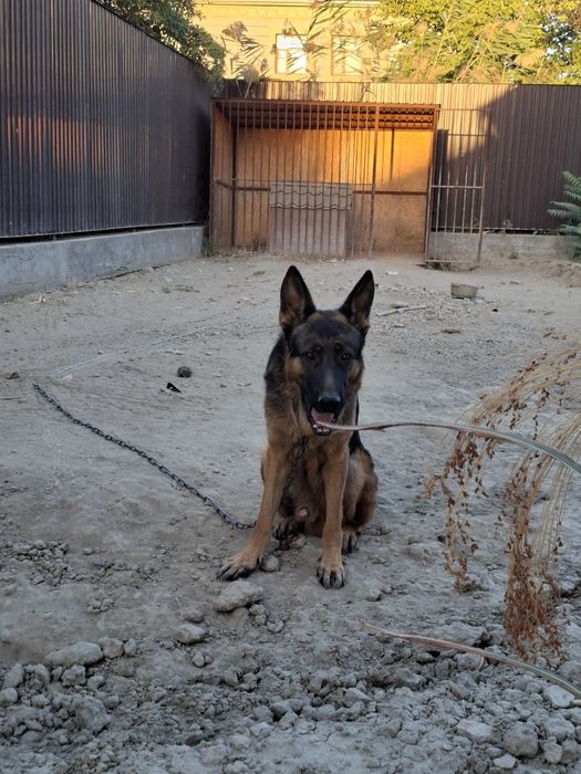 Немецкая овчарка