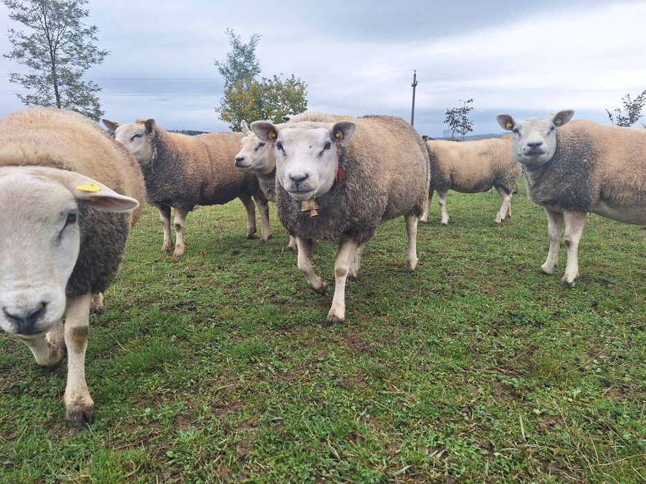 Oi texel de vanzare.