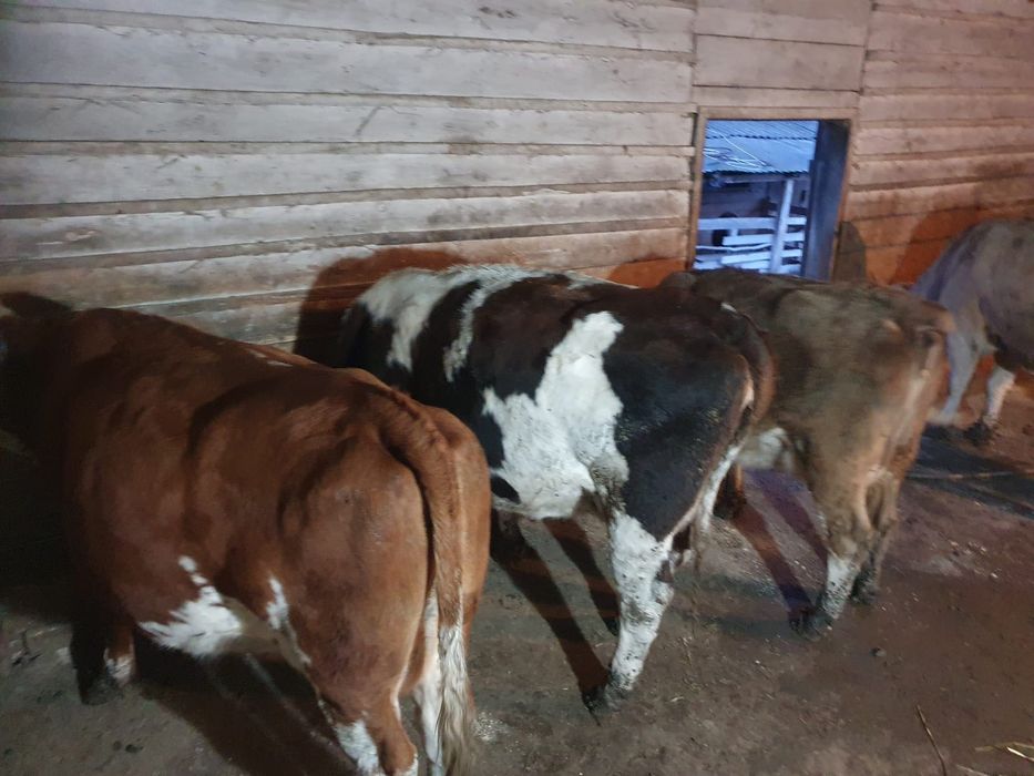 Vând 6 vaci bune de lapte