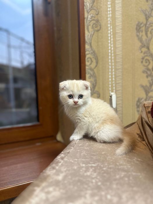 Mushuk zoti Scottish Fold biranstki 2 qolgan biri qizcha biri ugʻilcha