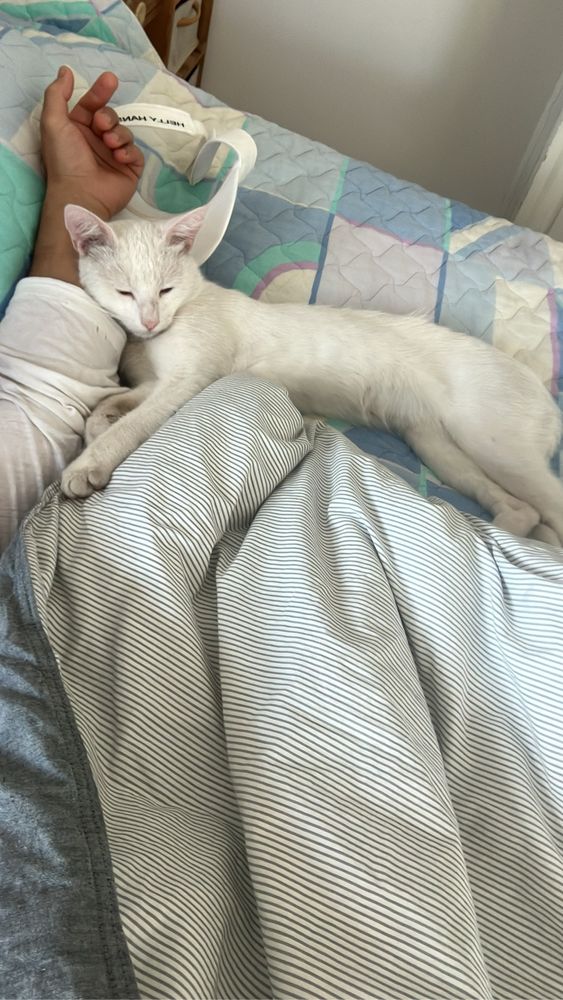 Коте на една година