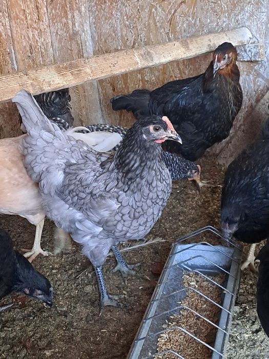 Puicute de casa de vanzare