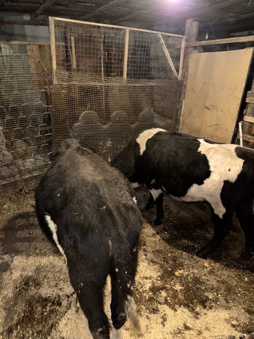 Продам два быка на мясо.