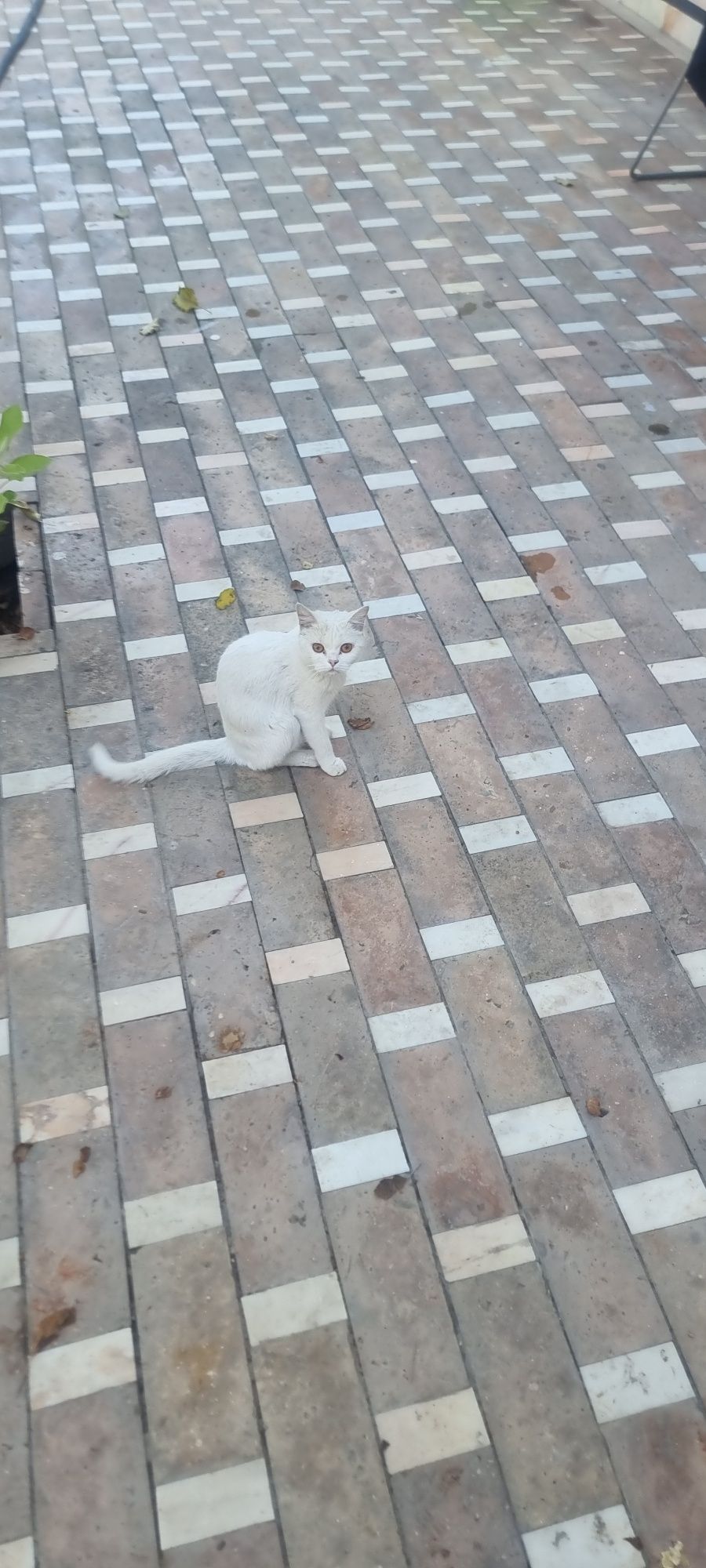 Котята продаются