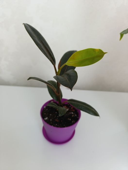 Фикус Абиджан -комнатное растение