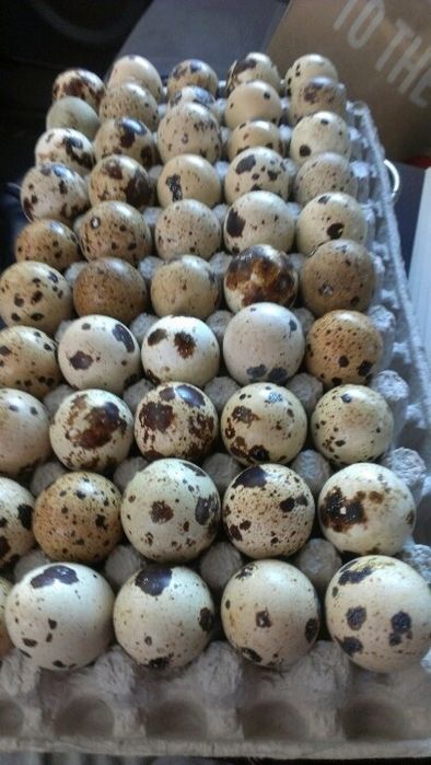 бедана тухуми  (пиширилган, артилган)