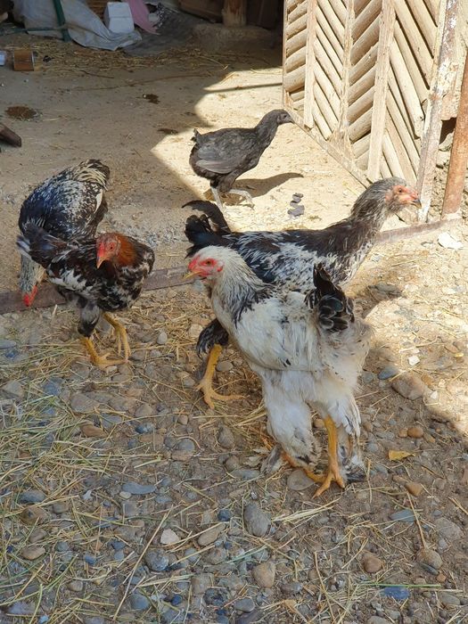 Tovuqlar Sotiladi Birama va boshqa zotlar