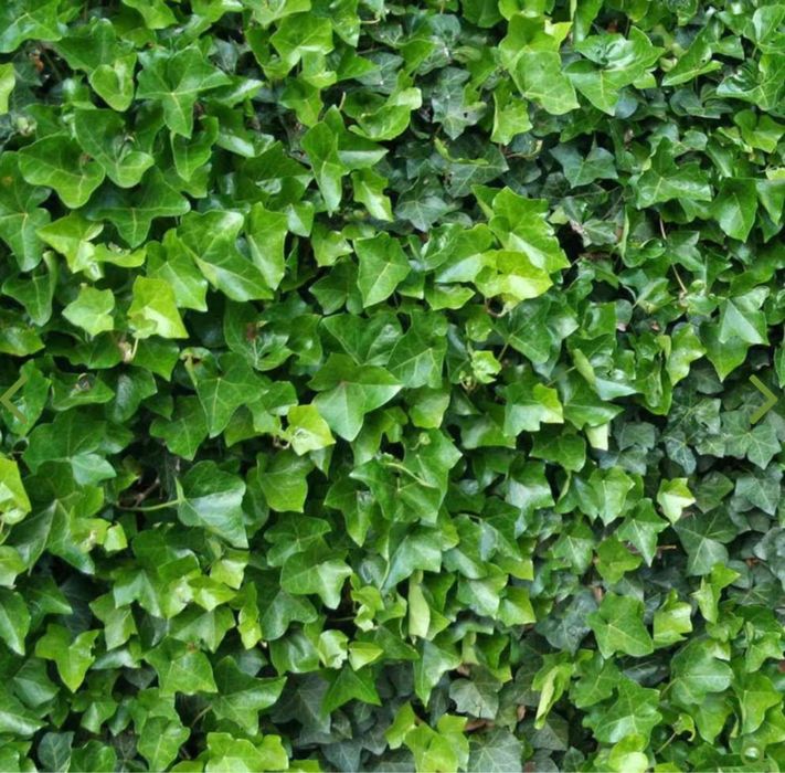 Iedera vesnic verde / Hedera helix -minim 50 cm