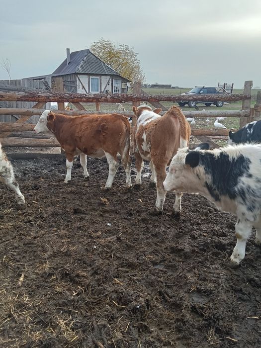 Vând viței 10 bucăți