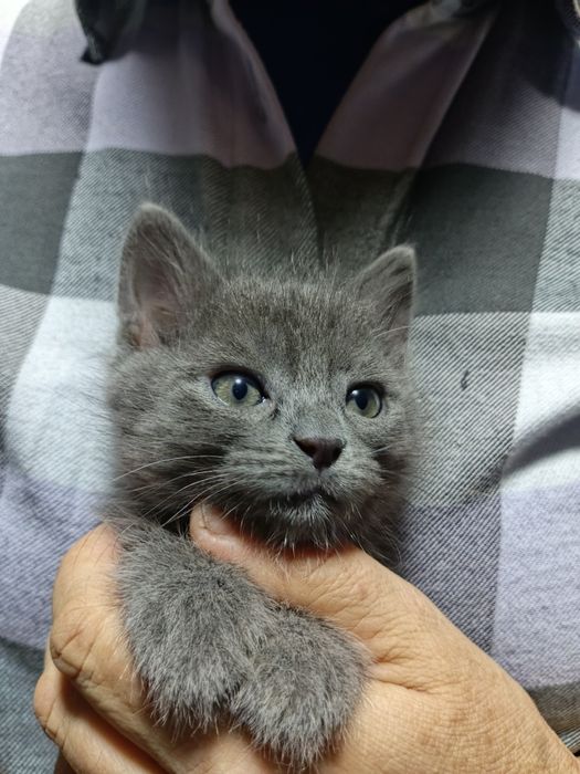 Котята в хорошие руки