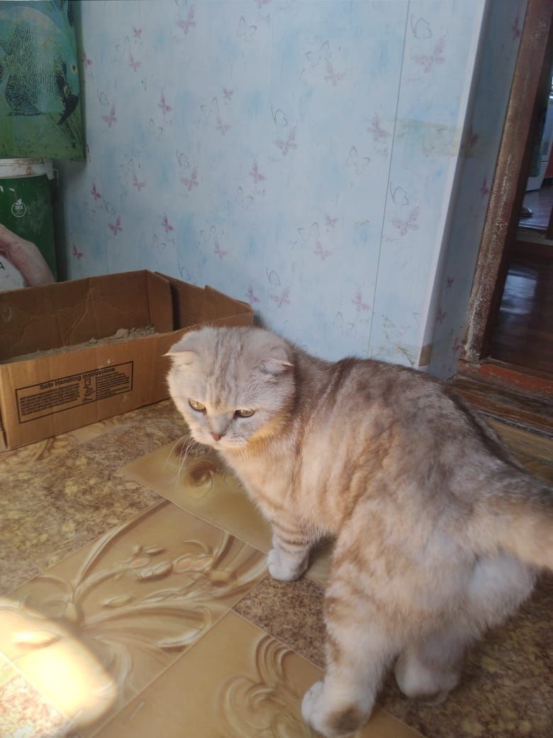 Вислоухи мысық бар