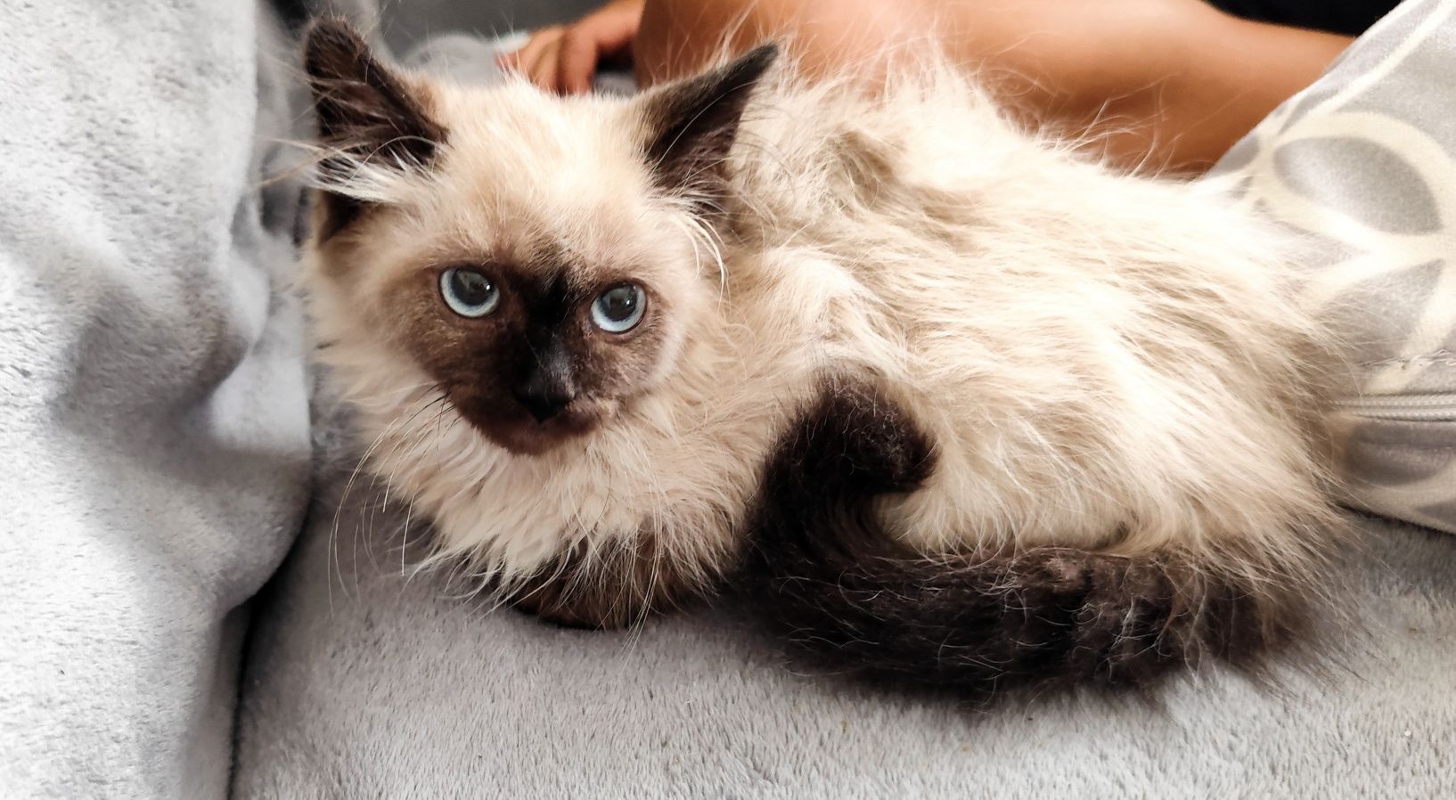 Котета Регдол / Ragdoll