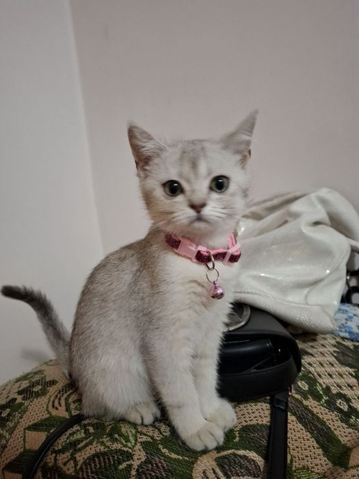 Кошка, Британская Шиншила