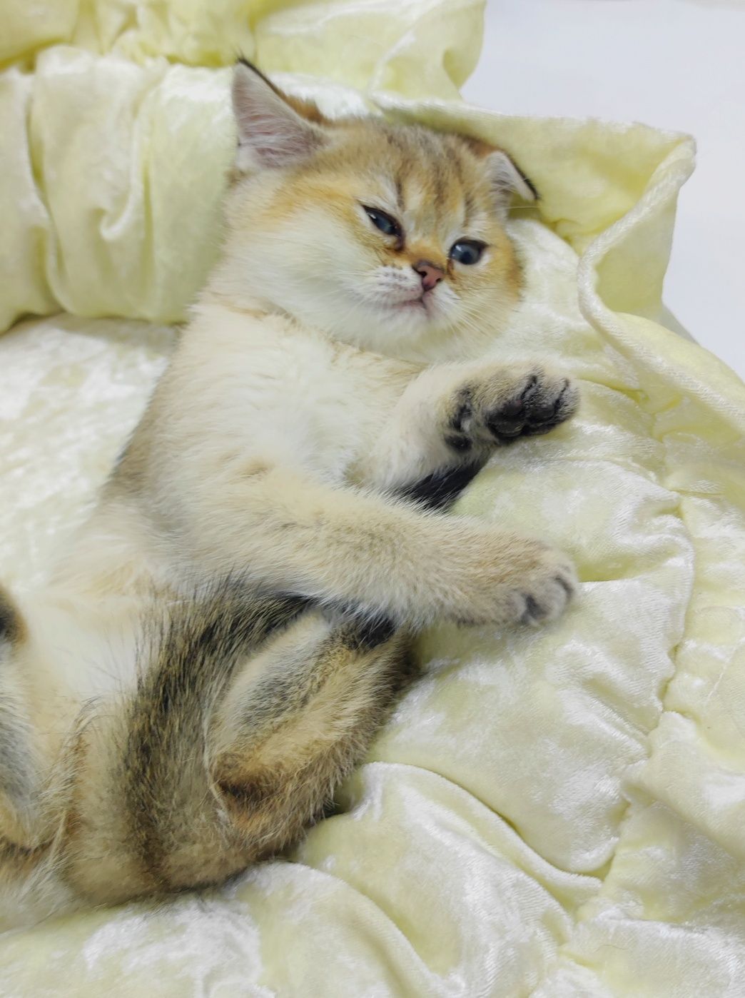 кОтиК и кОшеЧка БрИтанСкие