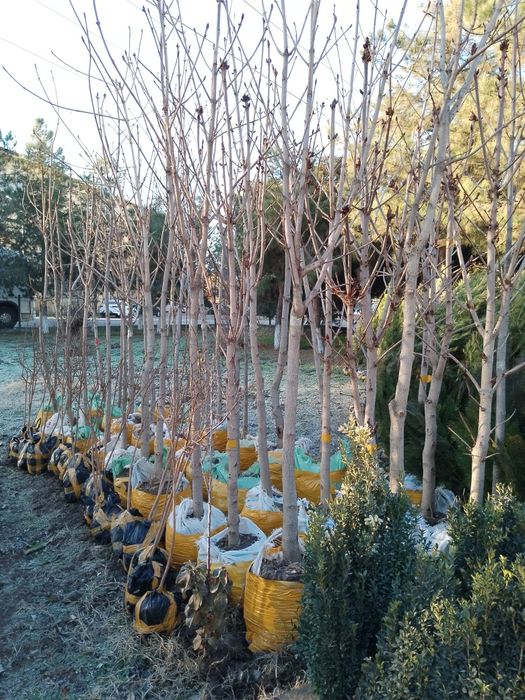 Энг арзон Сасна ваМажвеник арчалар