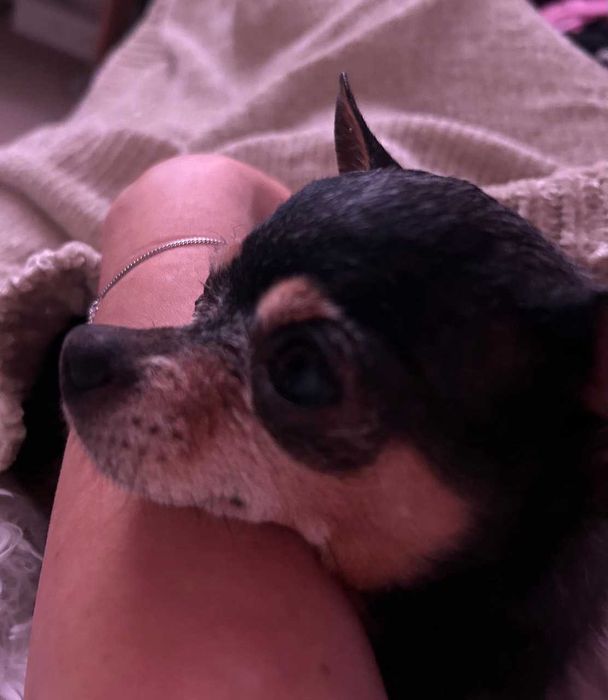 Подарявам кученце мини порода