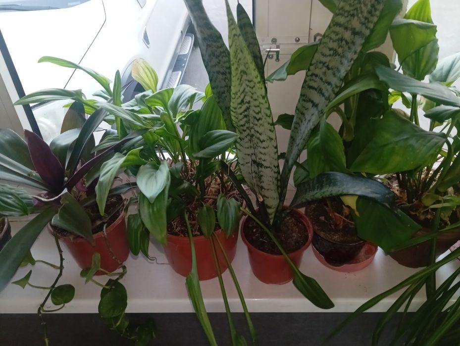 Продаются домашние и офисные цветы