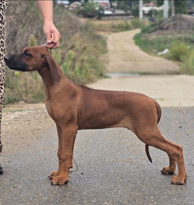 Catelusa Rhodesian Ridgeback cu pedigree