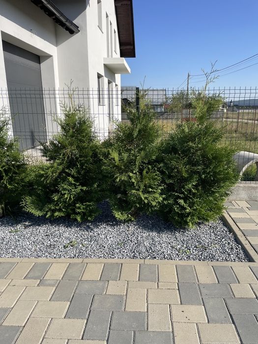 Tuia Brabant 90-100 cm Crescuta în Ghiveci (Calitate Top)