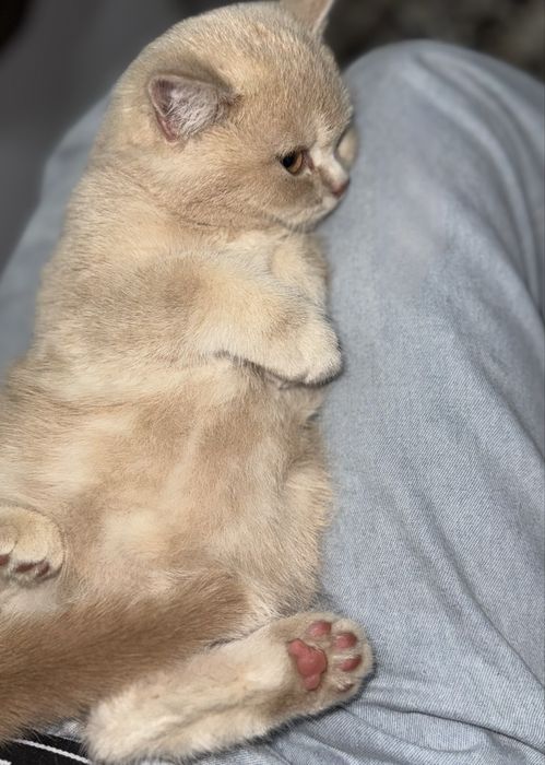 скоттиш страйт огил 3 ойлик