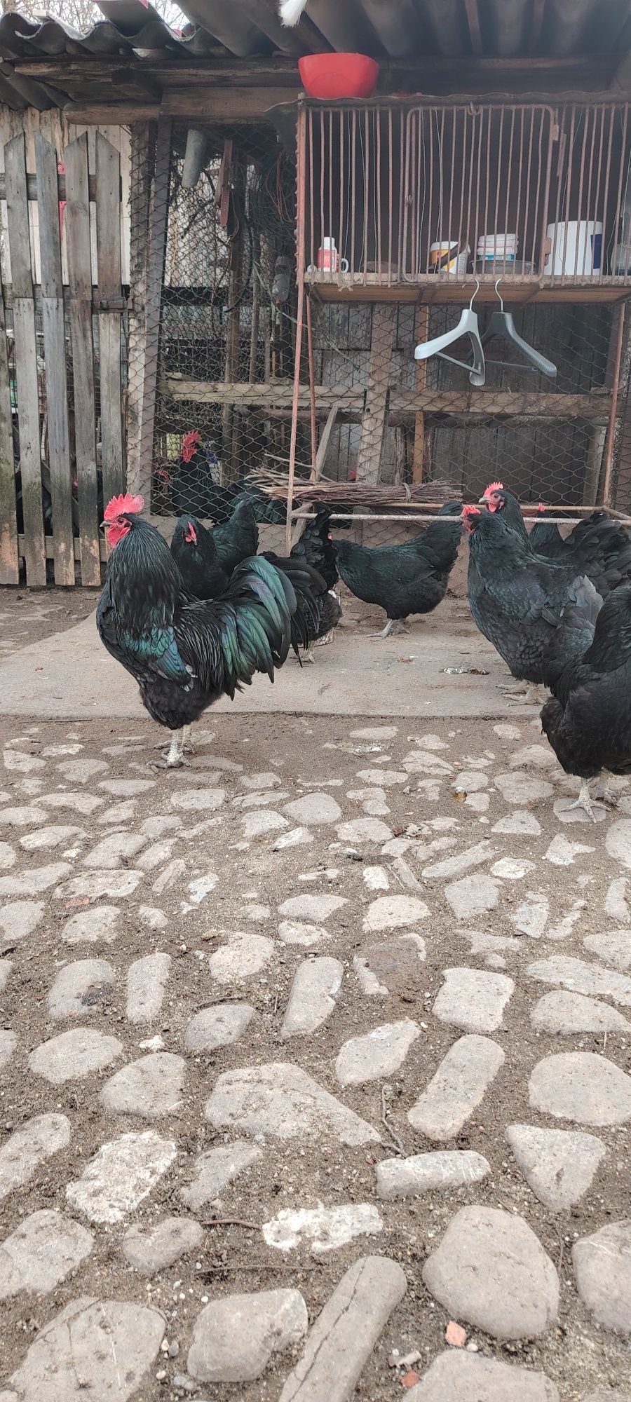 Ouă găini australorp