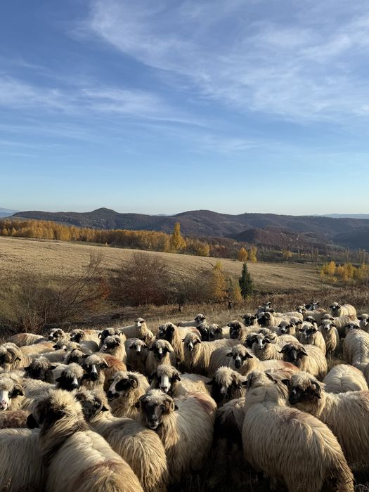 Vand oii breze cu certificat de origine