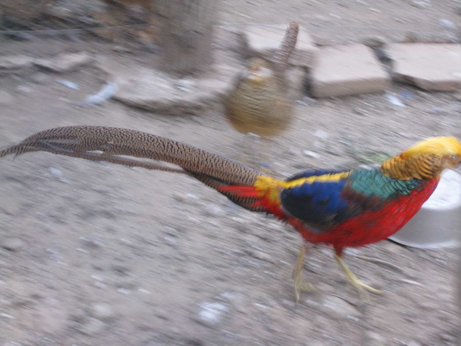 Vand  fazani  Comuni ,Tenebross si Rosu Auriu