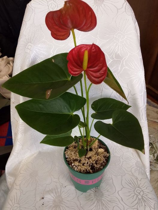 Комнатные цветы по Ташкенту