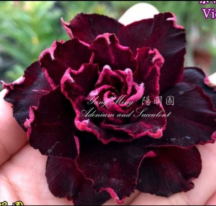 Adenium цветы, цветок пустыня