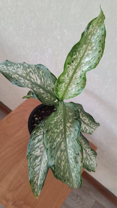 Аглаонема Ротундум, Диффегбахия Тикки