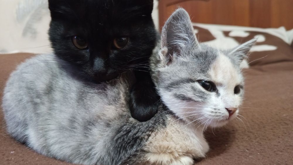 Отдам даром в добрые руки котёнка, очень спокойная.