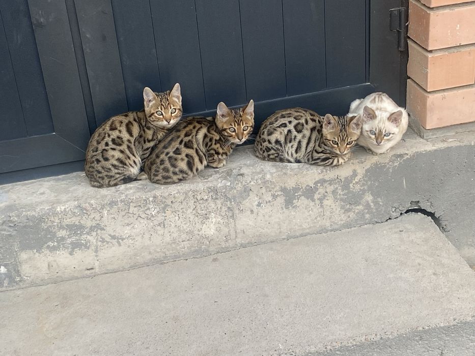 mushuklar sotiladi soglom toza