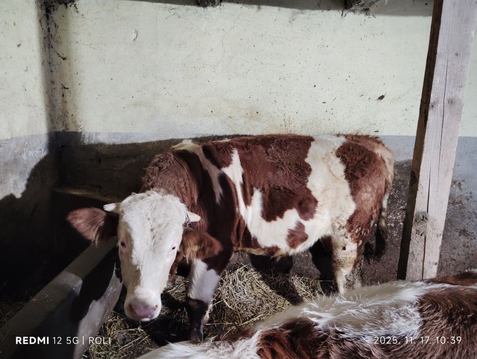 Vand vitel - Bâltata romaneasca