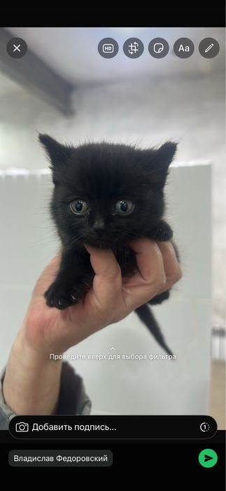Котенок девочка (месяц) в добрые руки