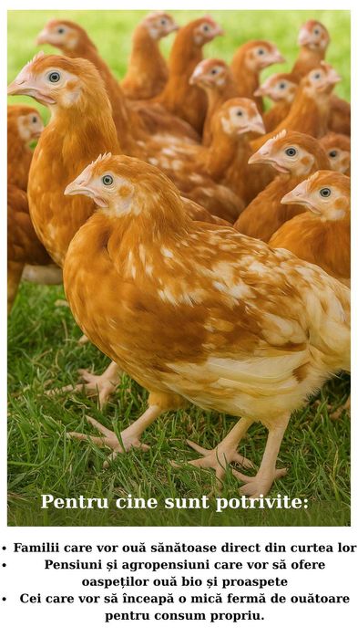 URGENT - lot de 200 de Puicuțe Roșii de Ouă