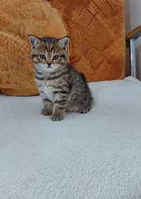 Brittish Shorthair Tabby