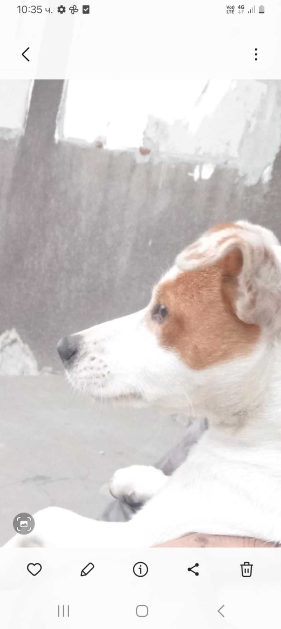 Джак Ръсел териер